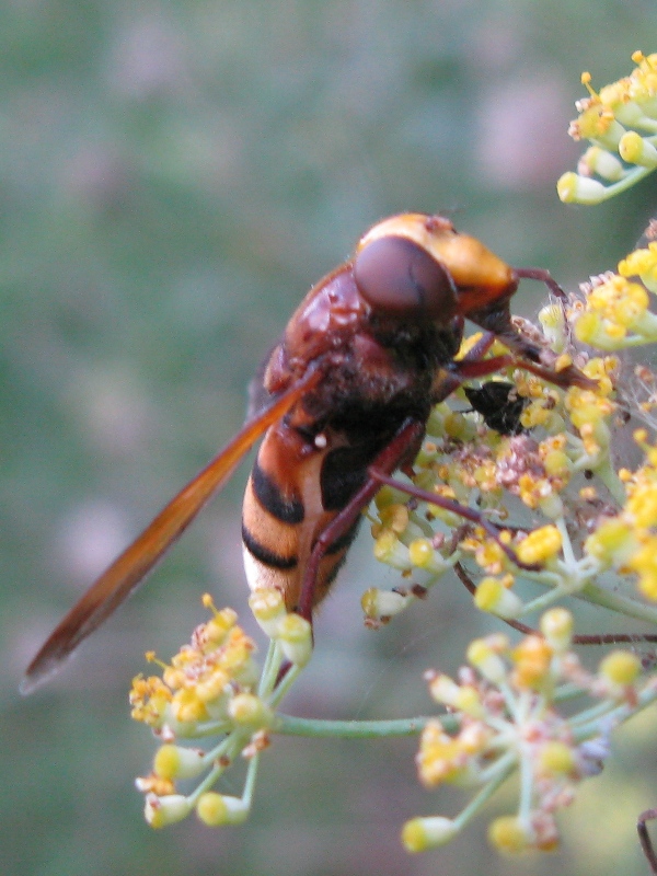 Volucella zonaria (Syrphidae)